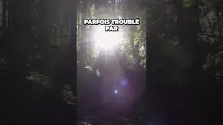 Miniature : Les secrets inavoués de la mystérieuse forêt de Dering (Pluckley Woods) | FI