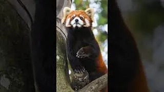 Miniature : Des faits fascinants sur les animaux : intelligence, force et créatures extraordinaires de la nature