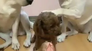 Miniature : Labrador rapporteur