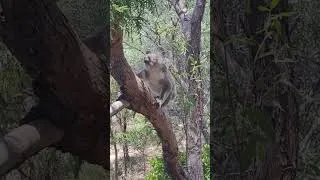 Miniature : 🎙️De la Great Ocean Road à la neige en Tasmanie, le voyage en famille en Australie de Mélanie