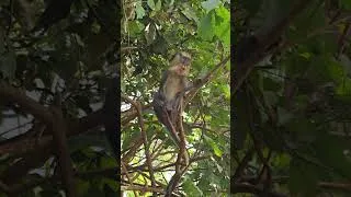 Miniature : Côte d’Ivoire en famille : récit de voyage