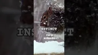 Miniature : Instinct #10 - Arrête de négocier avec la difficulté #préparationmentale