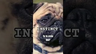 Miniature : Instinct #9 -…J'abandonne