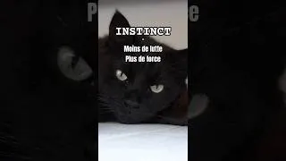 Miniature : Instinct #8 –Pourquoi vous abandonnez mentalement ? #préparationmentale