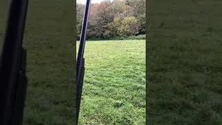 Miniature : Menée de beagles 2