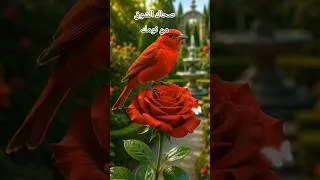 Miniature : #صحاك_الشوق_من_نومك #صحاك_الشوق #صباح_الخير #صبلحكم_سعادة #صباحكم_أحلى_صباح