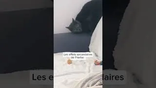 Miniature : Il se passe des choses étranges chez mon chat 👀 #humour #chatmignon #chaton #chat #strangerthings
