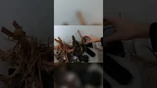 Miniature : Timelapse d'un décors d'aquarium !