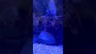 Miniature : Cette crevette mante est fascinante ! #aquarium #animaux #shrimp