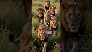Miniature : 3 Choses Que Tu Ne Savais Pas sur le Lion | Documentaire Animalier 🦁