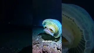 Miniature : Créatures marines qui peuvent vous TUER sans prévenir
