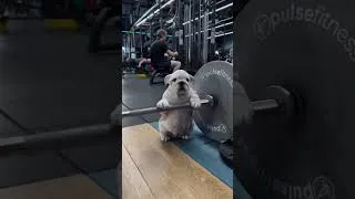 Miniature : Un peu de mignonnerie dans ce monde de brutes... 🥺🐾