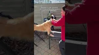 Miniature : Que ferait-on sans nos chiens au quotidien ? 😂 La réponse en vidéo !