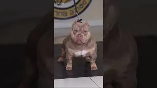 Miniature : American Bully Pocket & XL