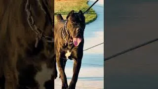 Miniature : Le Cane Corso est le protecteur ultime. 🔥 fbkc.fr
