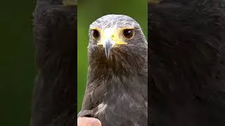 Miniature : 🦅 Un ballet aérien vous attend à Ruralité en Fête !