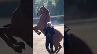 Miniature : 🐎 Un artiste du cheval à l’honneur à Ruralité en Fête !