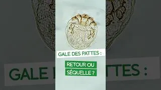 Miniature : 🐔 Gale des pattes : comment différencier le retour des séquelles ?