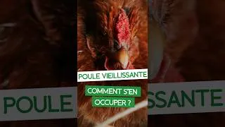 Miniature : 🐔 Comment prendre soin d'une poule vieillissante ?