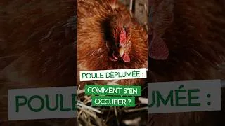 Miniature : 🪶 Poule déplumée : comment s'en occuper ?