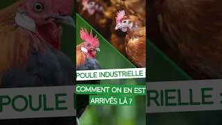 Miniature : 🪶 Pourquoi mes poules ont-elles le dos dégarni ?