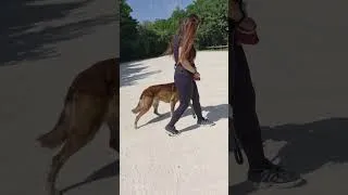 Miniature : ChienAGRESSIF envers les voitures : comment corriger ce comportement ?