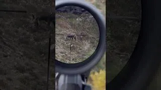 Miniature : Mountain hunt 🦌🏔️ bientôt en vidéo 🎥🔥  #hunting #chamois #montagne #nature