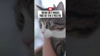 Miniature : POV : Quand tu reportes encore le rdv chez le véto. Il rigole plus là. 💀