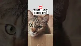 Miniature : Il a la confiance d'une star. Normal, il est pucé et protégé ! 😎