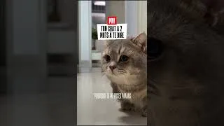 Miniature : Ton chat a un message urgent : Pas de puce, pas de câlins. À bon entendeur. 🎤