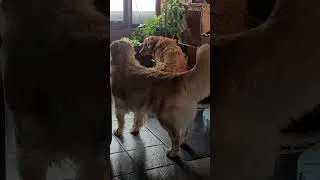 Miniature : Un chien qui bat de la queue, n'est pas toujours un signe de joie