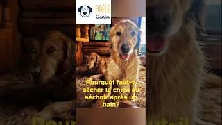 Miniature : Pourquoi faut-il sécher le chien au séchoir après un bain?