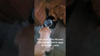 Miniature : L'autocontrôle pendant les repas! #chien #apprendre #apprentissage #fidelecanin