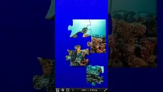 Miniature : La Tortues marines