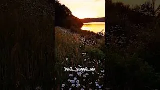 Miniature : Retrouvez la sérénité nocturne #calm #nature #bretagne