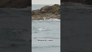 Miniature : Découverte des cannes EVERGREEN pour la pêche du bar