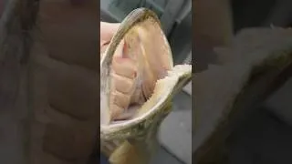 Miniature : Une légende de la pêche aux leurres nous rend visite pour prendre ses premiers brochets en France.