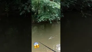 Miniature : ATTAQUES EN SURFACE AU WHOPPER PLOPPER #fishing #pike #whopperplopper #river #fish #peche