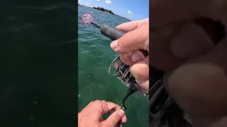 Miniature : Poisson de FOLIE en SURFACE ! #pêchedubar #golfedumorbihan