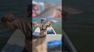 Miniature : Quoi !? J'ai attrapé un REQUIN !🤯