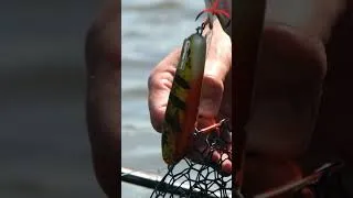 Miniature : Coloris #peacock by Fish & Ship pour le Salmo Sweeper 😍