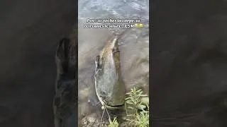 Miniature : 🔴OH Dang😳 #fishing #fish #fishtok #largemouthbass #america  #shorts #shortvideo #foryou