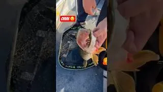 Miniature : 🔴OH Dang😳 #fishing #fish #fishtok #largemouthbass #america  #shorts #shortvideo #foryou
