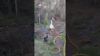 Miniature : Une oie "chien de berger"😱🐓🐕‍🦺🐾🐺