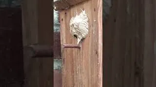Miniature : Nid de guêpes dans un nichoir à oiseaux !!!