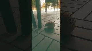 Miniature : Tchio hérisson et in chat!!!!