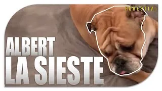 Miniature : ALBERT À LA SIESTE