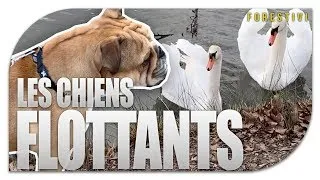 Miniature : LES CHIENS FLOTTANTS
