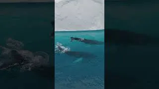 Miniature : Humpback whale in Greenland 🐳🧊 #nature #adventure #whale #greenland #animals #drone