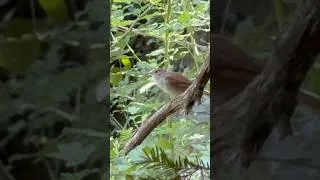 Miniature : Rossignol Philomèle Chant du Mâle et un Juvénile à côté ! Nightingale Singing